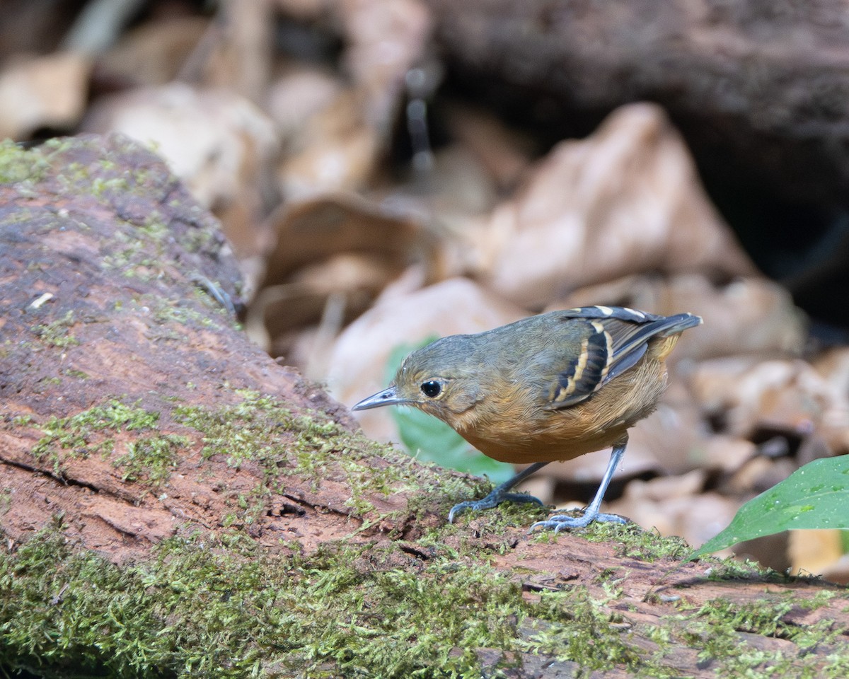 Plain-throated Antwren - ML645865888