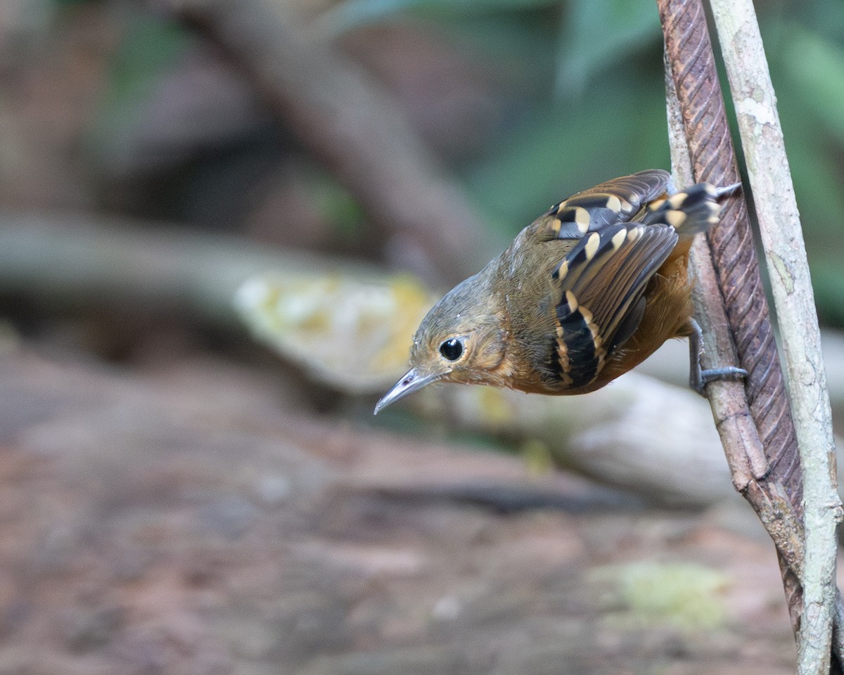 Plain-throated Antwren - ML645865889