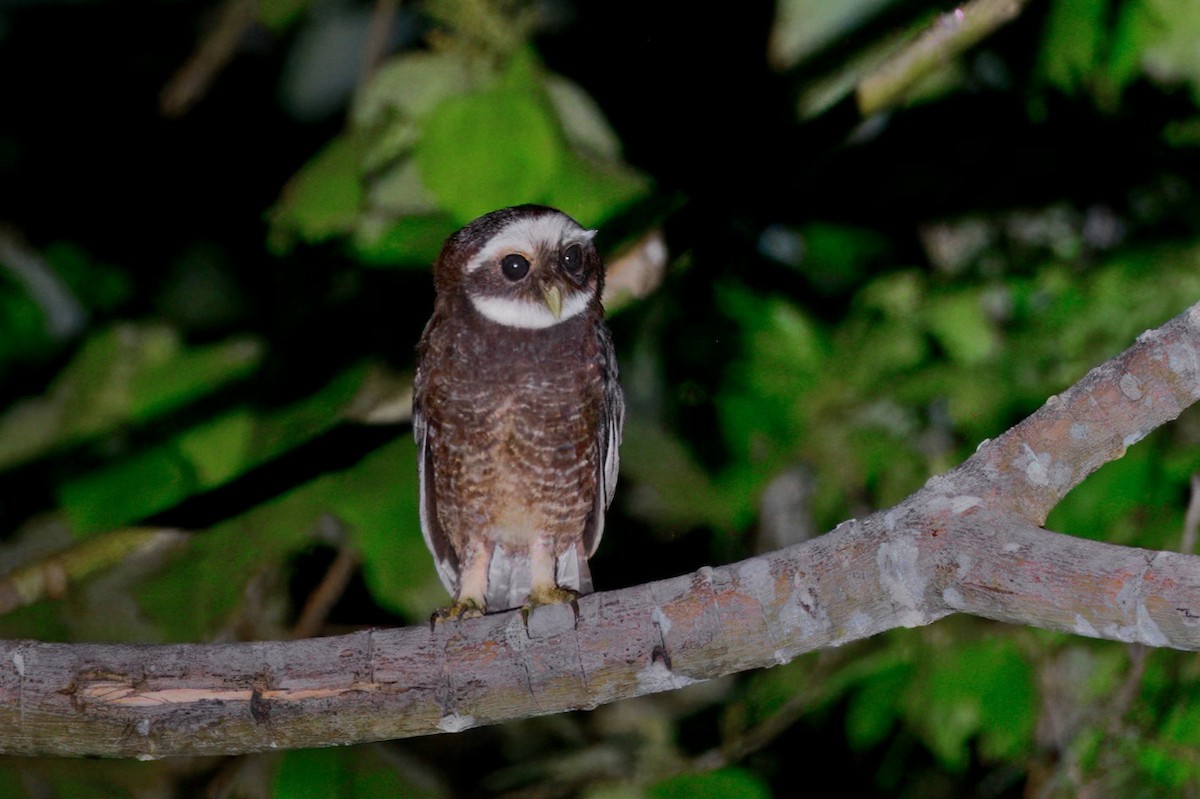 Malaita Owl - ML645865891