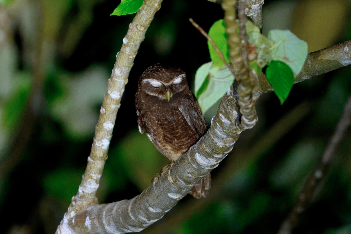 Malaita Owl - ML645865893