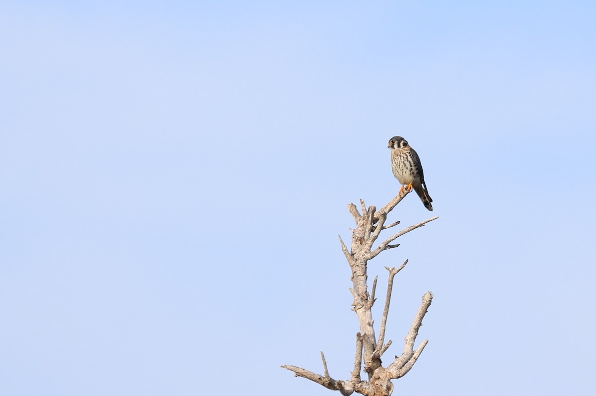 American Kestrel - ML645865896