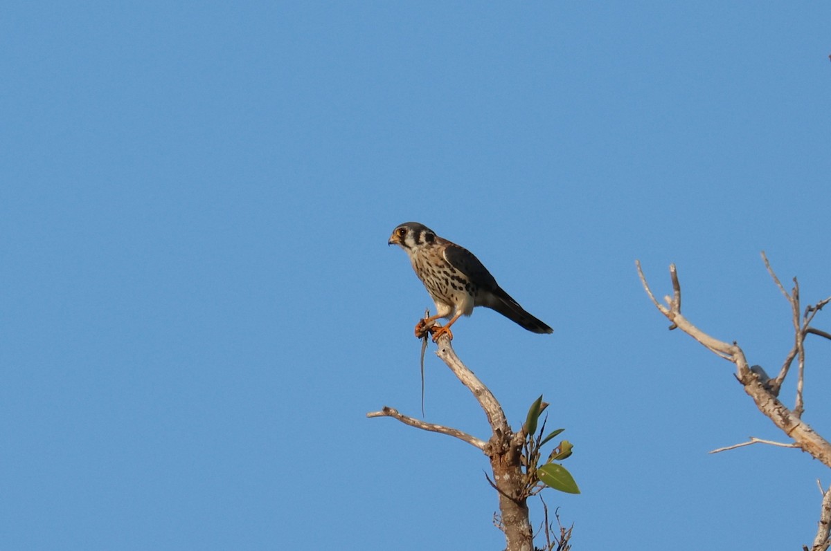 American Kestrel - ML645865897