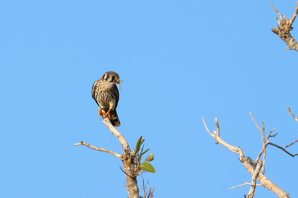 American Kestrel - ML645865898