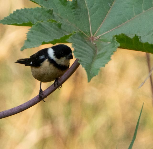 Cinnamon-rumped Seedeater - ML645865902