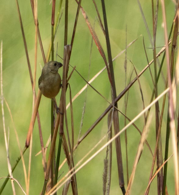 Cinnamon-rumped Seedeater - ML645865903
