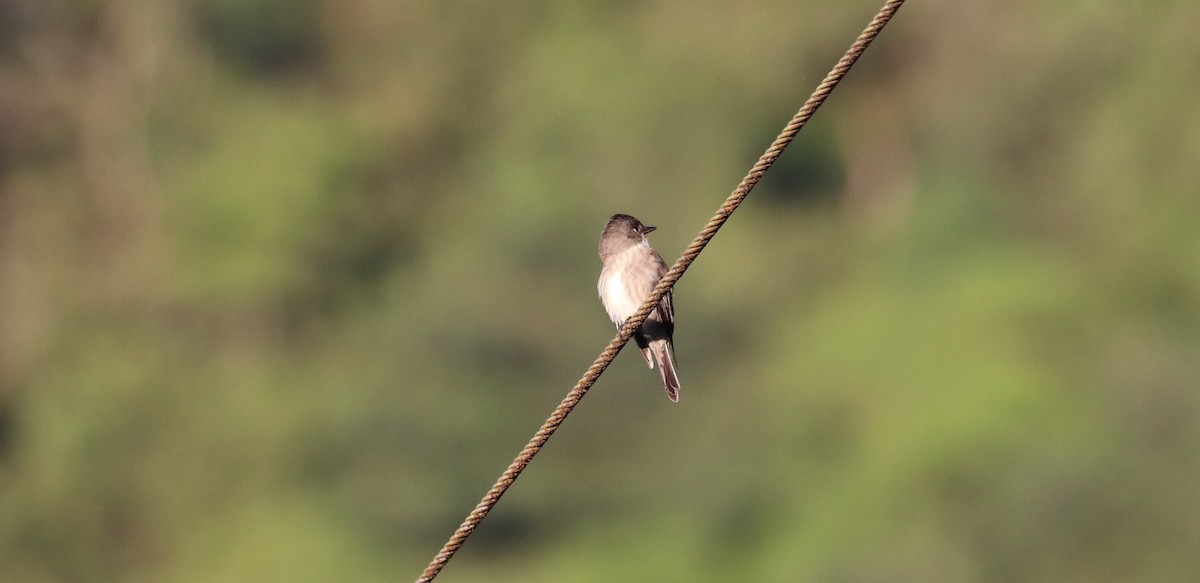 Olive-sided Flycatcher - ML645865905