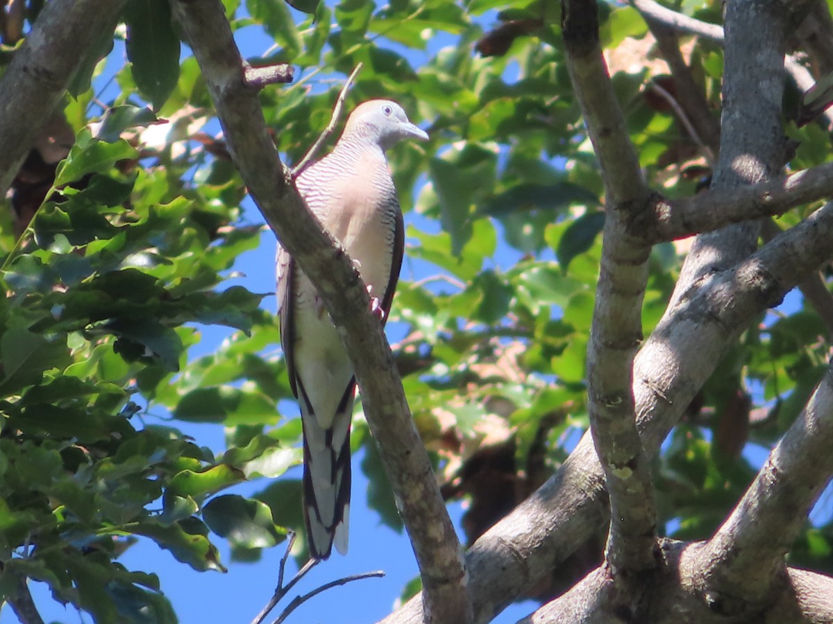Zebra Dove - ML645865906
