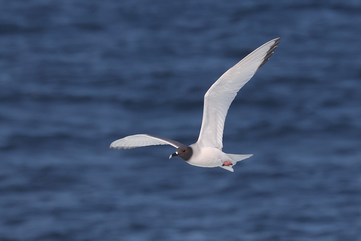 Swallow-tailed Gull - ML645865907
