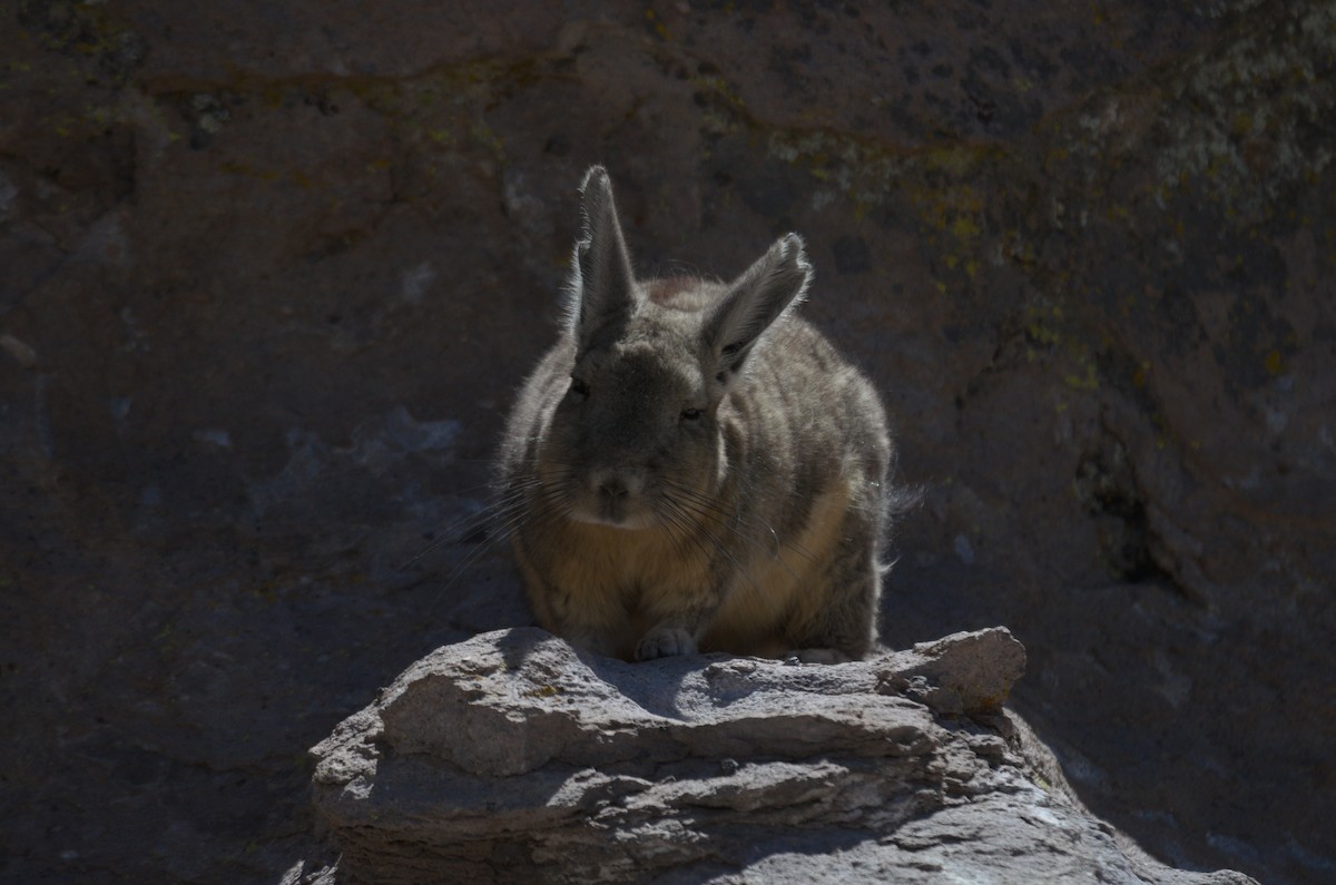 Mountain Viscacha - ML645865908