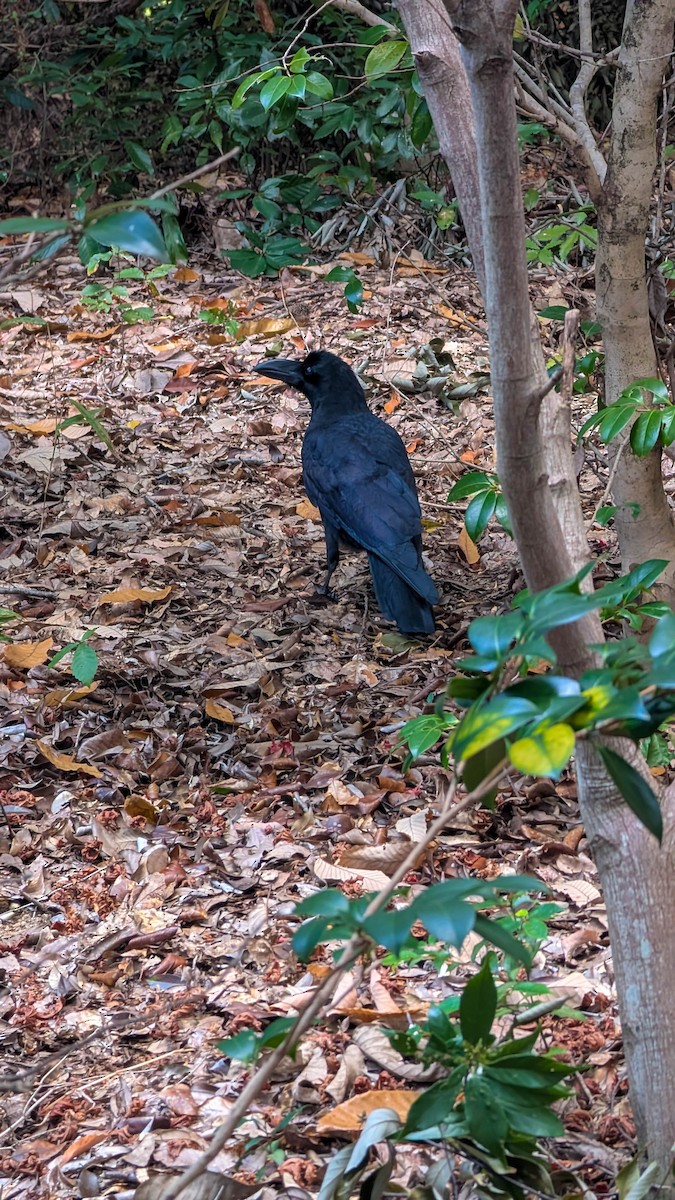 tykknebbkråke - ML645865909