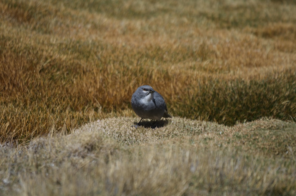 Glacier Finch - ML645865910