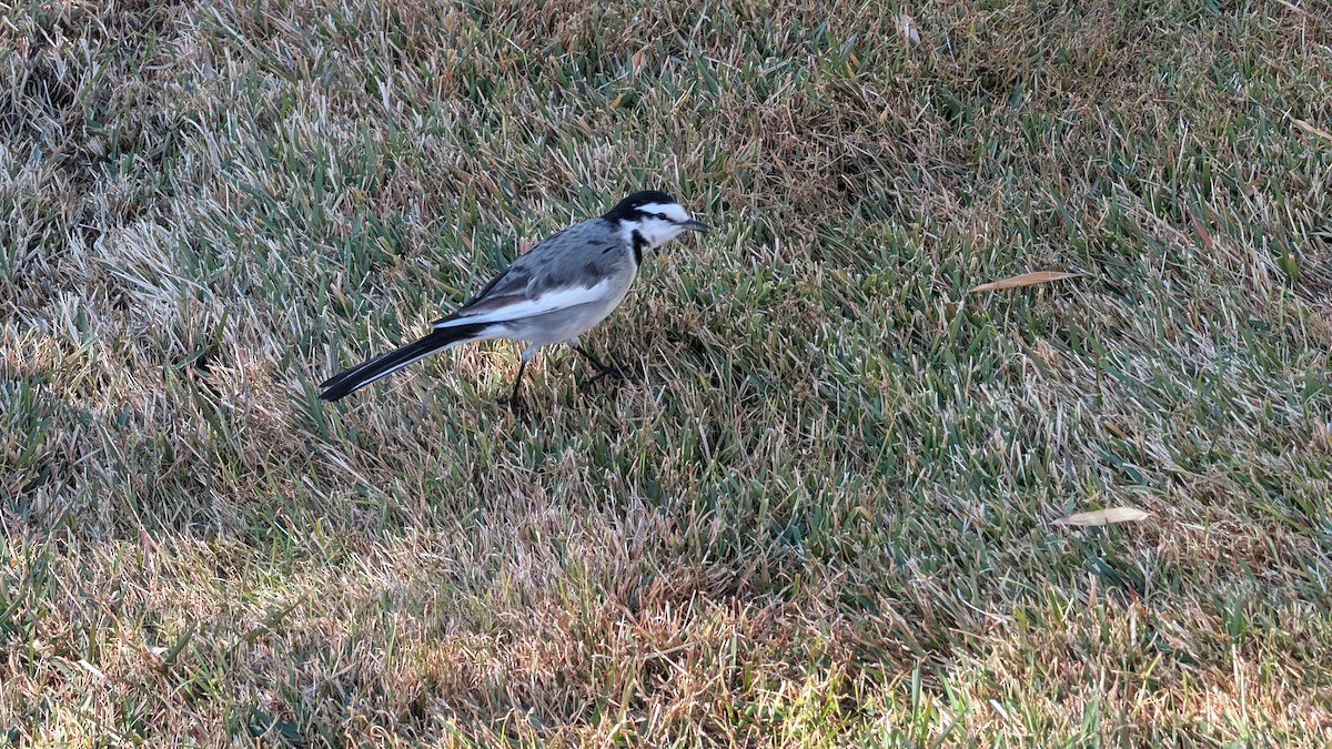 linerle - ML645865911