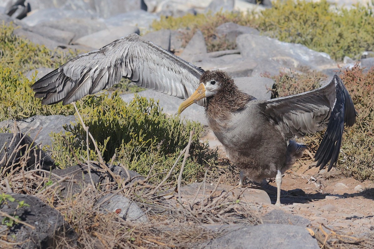 albatros galapážský - ML645865914