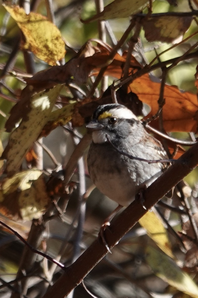 White-throated Sparrow - ML645865915