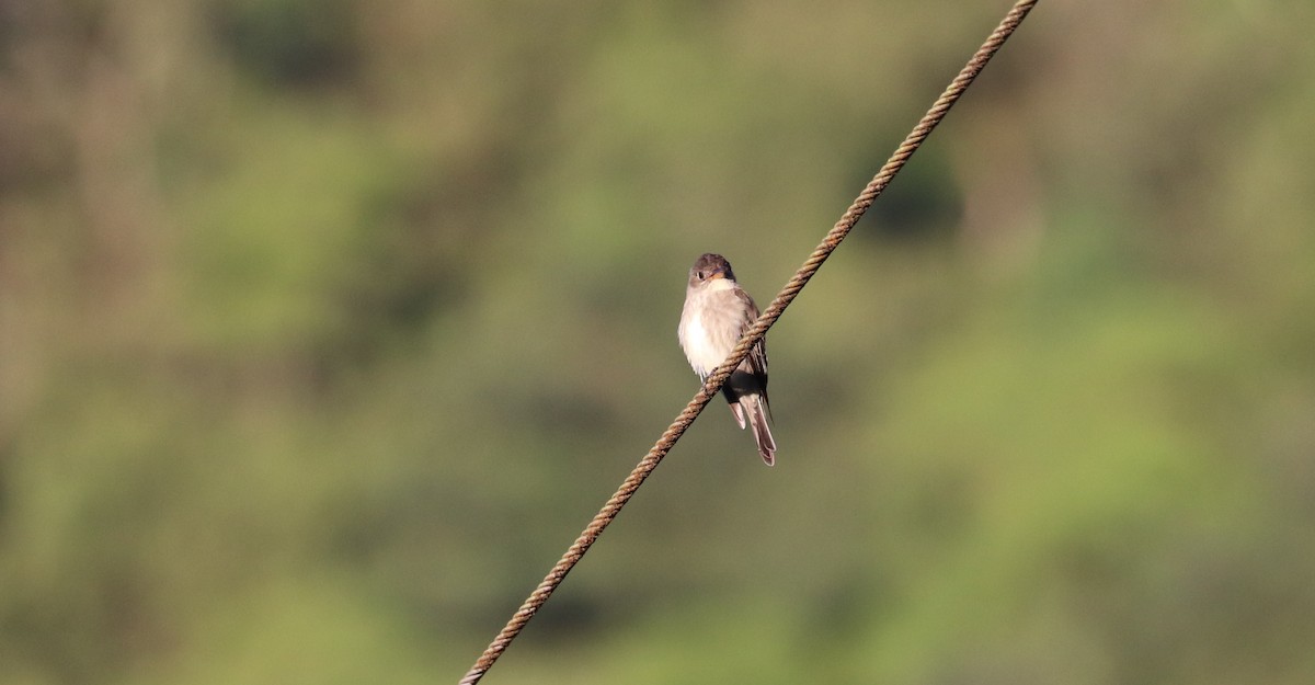 Olive-sided Flycatcher - ML645865916