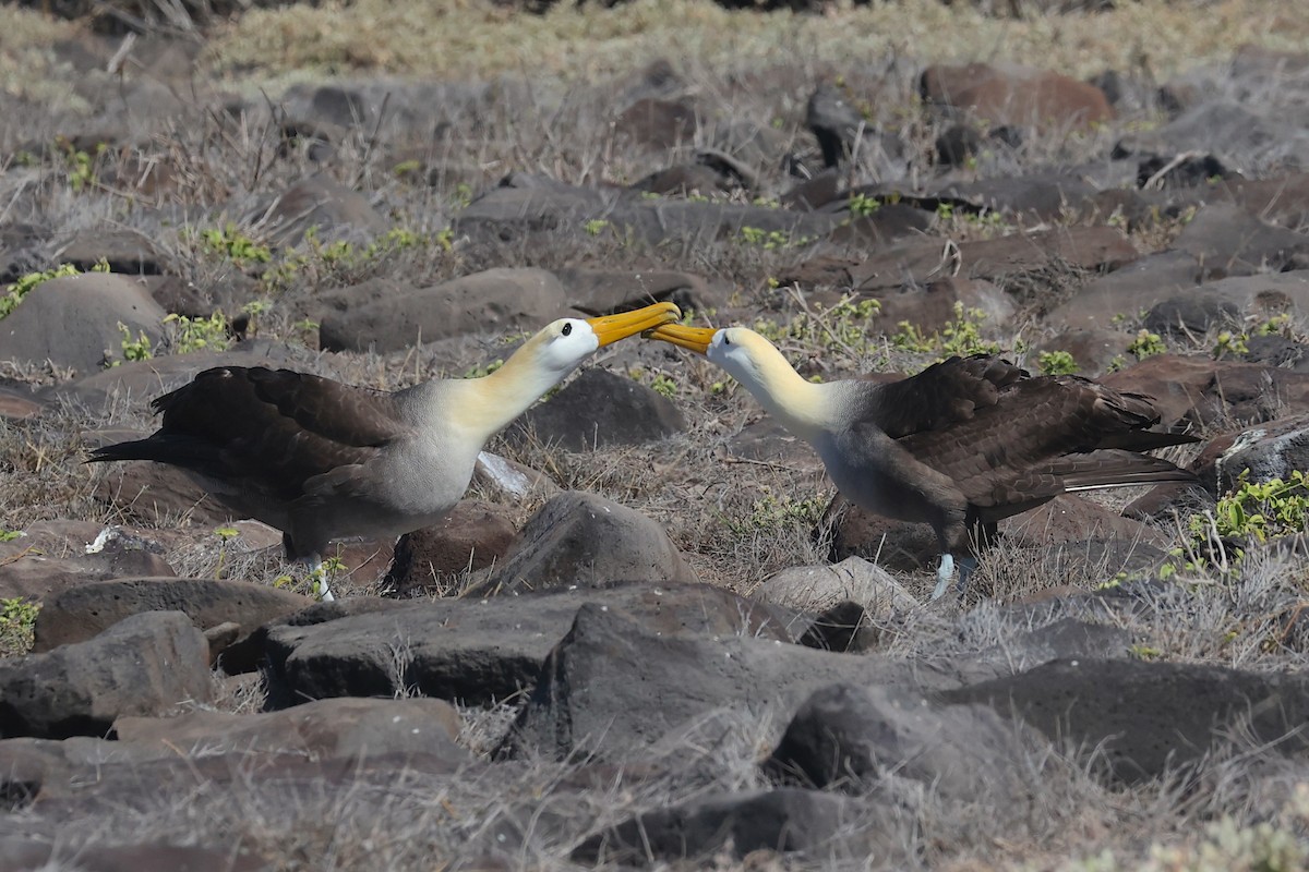 albatros galapážský - ML645865917