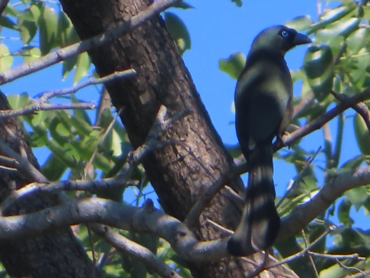 Ракетохвостая сорока - ML645865920