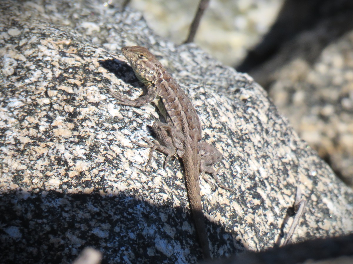 Animals - ML645865923