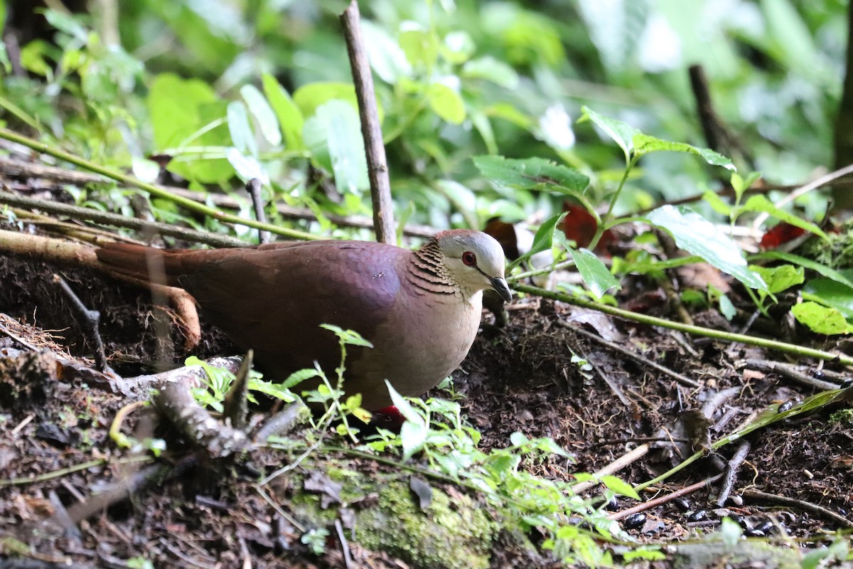 White-faced Quail-Dove - ML645865926