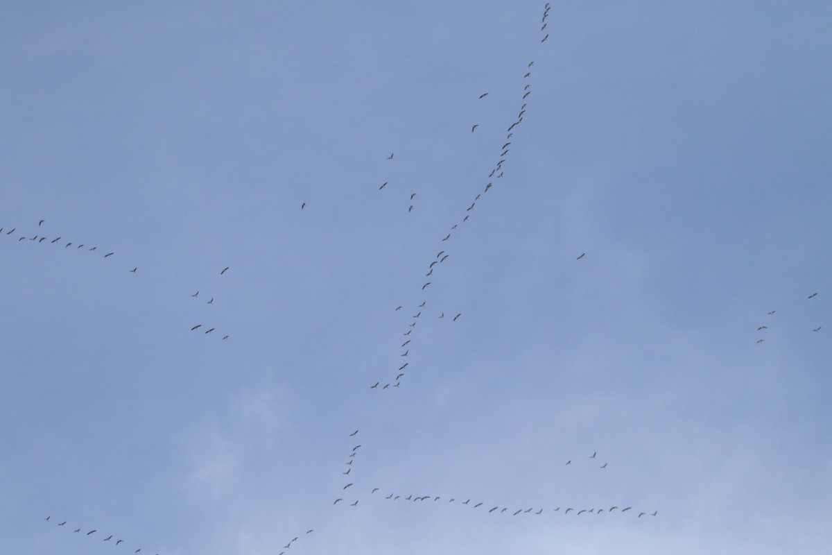 Greater White-fronted Goose - ML645865928