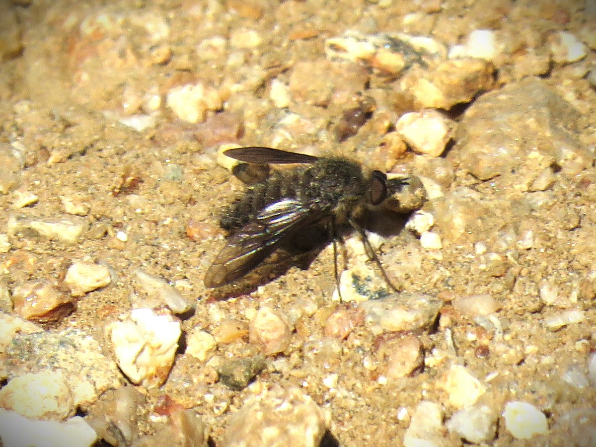 Animals - ML645865932