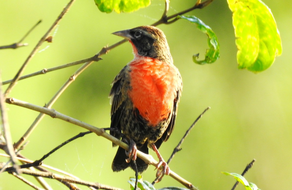 Red-breasted Meadowlark - ML645865939