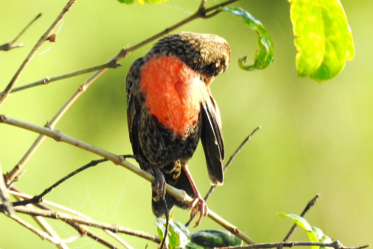 Red-breasted Meadowlark - ML645865940