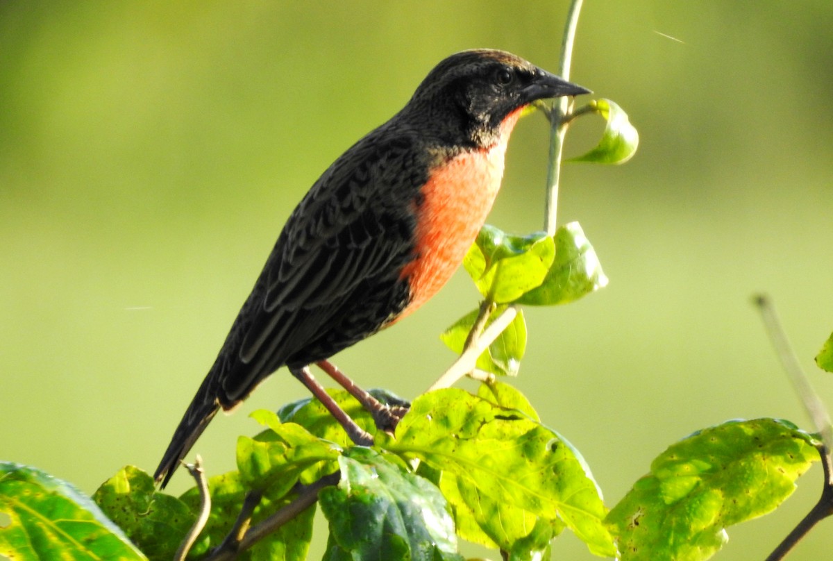 Red-breasted Meadowlark - ML645865941