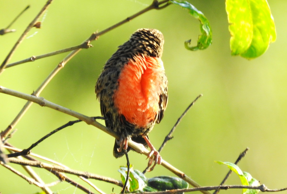 Red-breasted Meadowlark - ML645865942