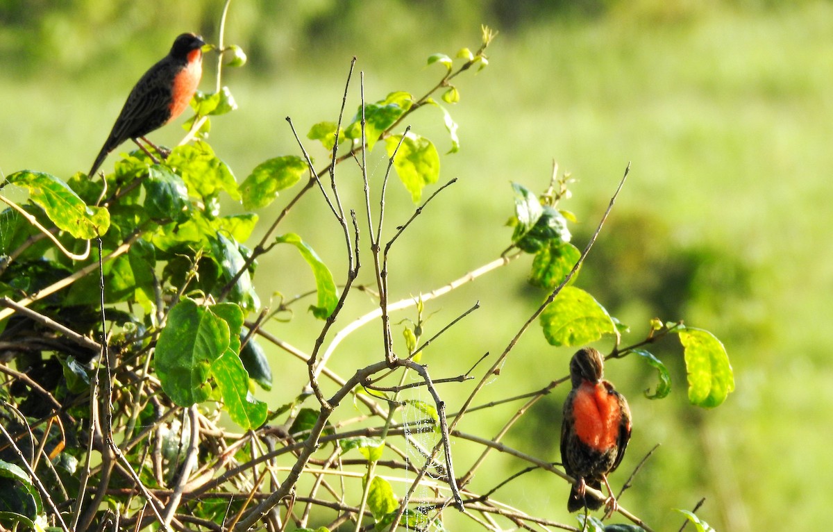 Red-breasted Meadowlark - ML645865943