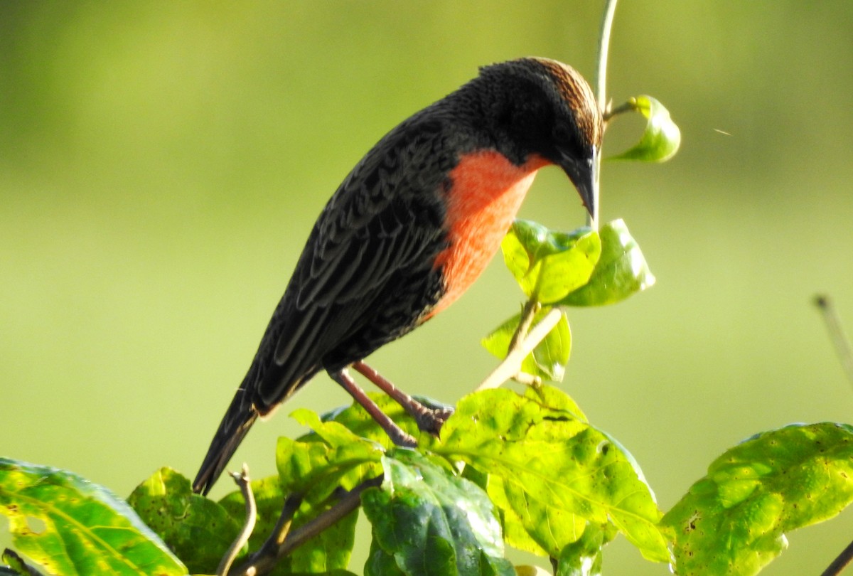 Red-breasted Meadowlark - ML645865944