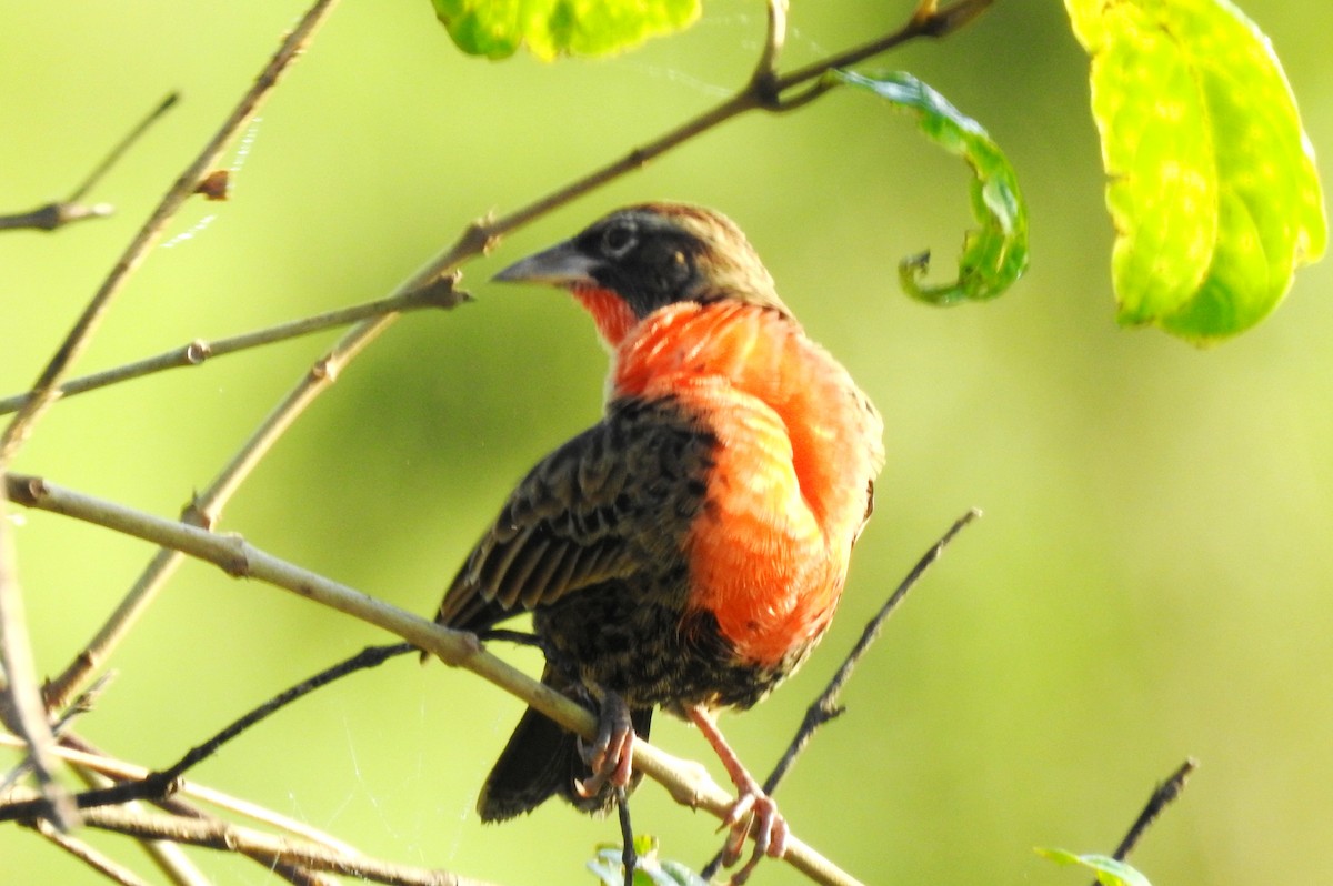Red-breasted Meadowlark - ML645865945