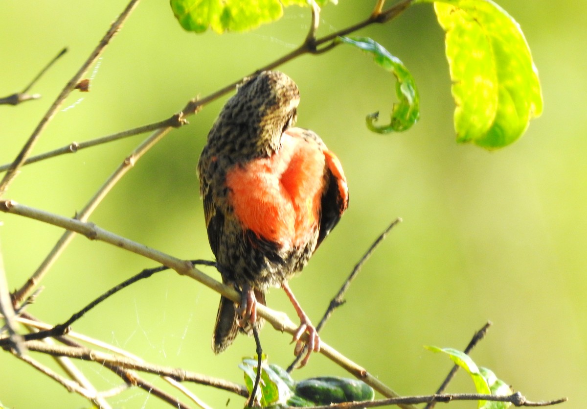 Red-breasted Meadowlark - ML645865946