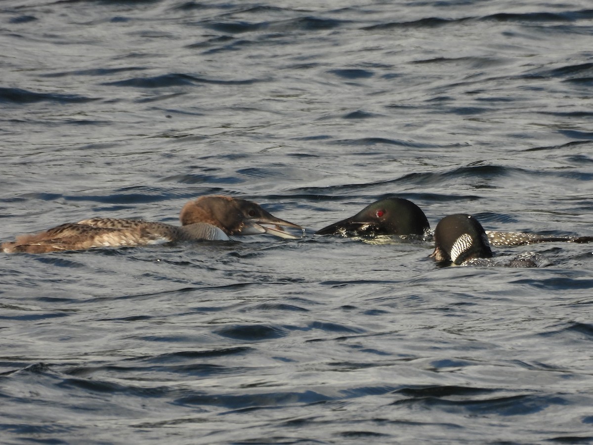 Common Loon - ML645865947