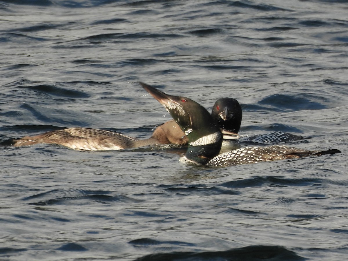 Common Loon - ML645865948