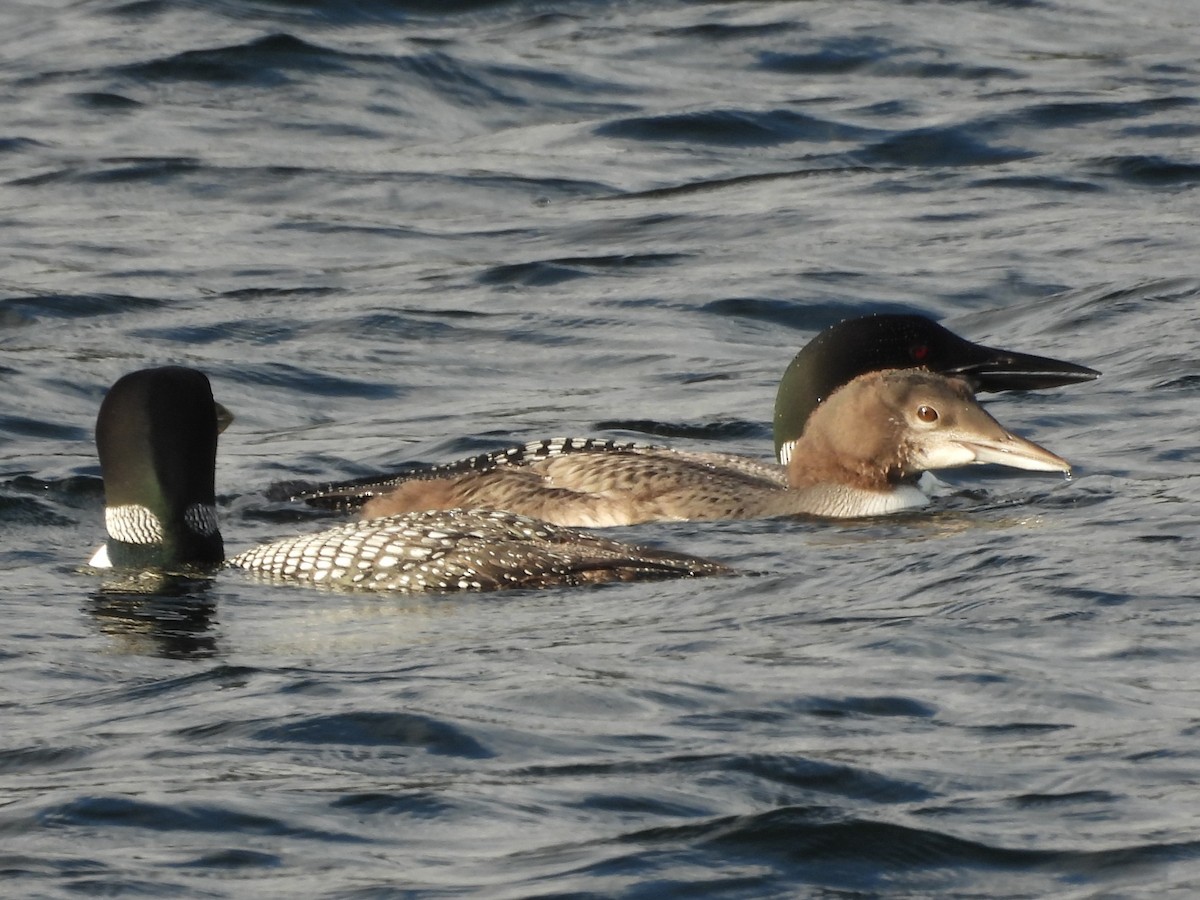 Common Loon - ML645865949