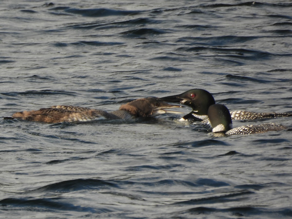 Common Loon - ML645865950