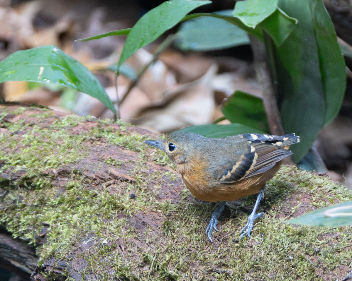 Plain-throated Antwren - ML645865951