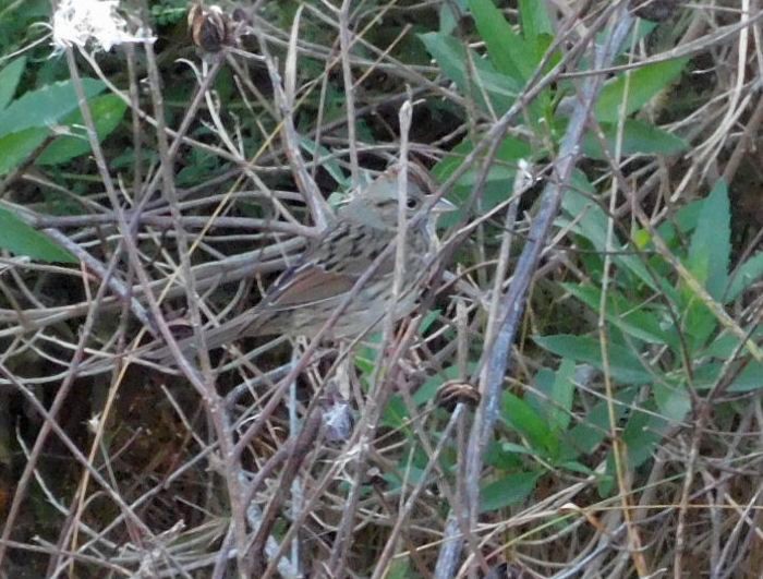 Lincoln's Sparrow - ML645865955
