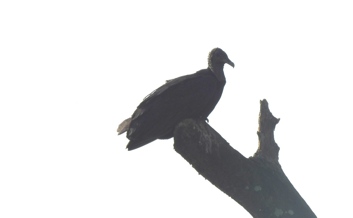 Black Vulture - ML645865958