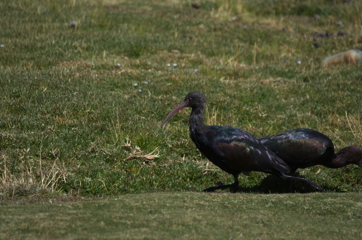 ibis andský - ML645865959