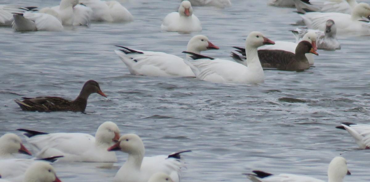 白額雁 - ML645865962