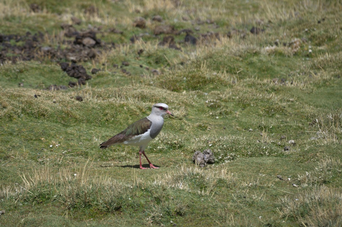 čejka andská - ML645865967