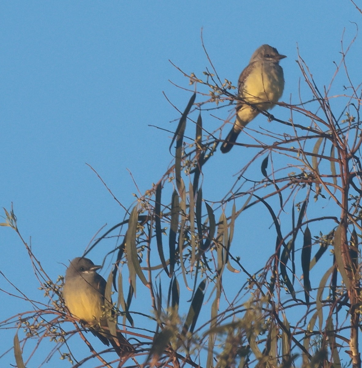 Western Kingbird - ML645865980