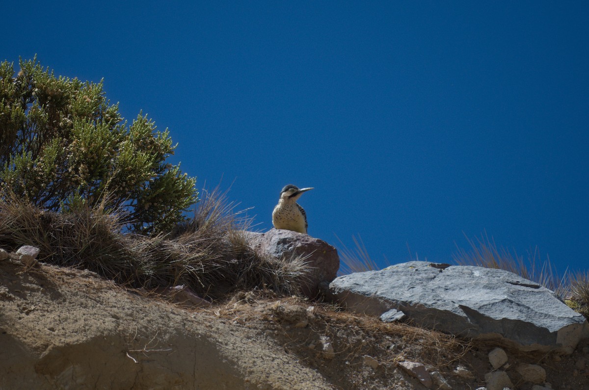 datel velehorský - ML645865982