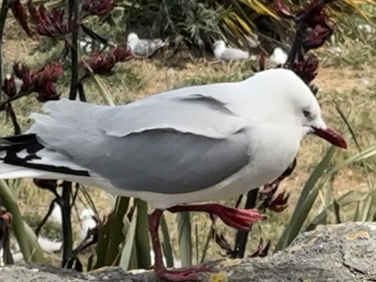 Silver Gull (Red-billed) - ML645865994