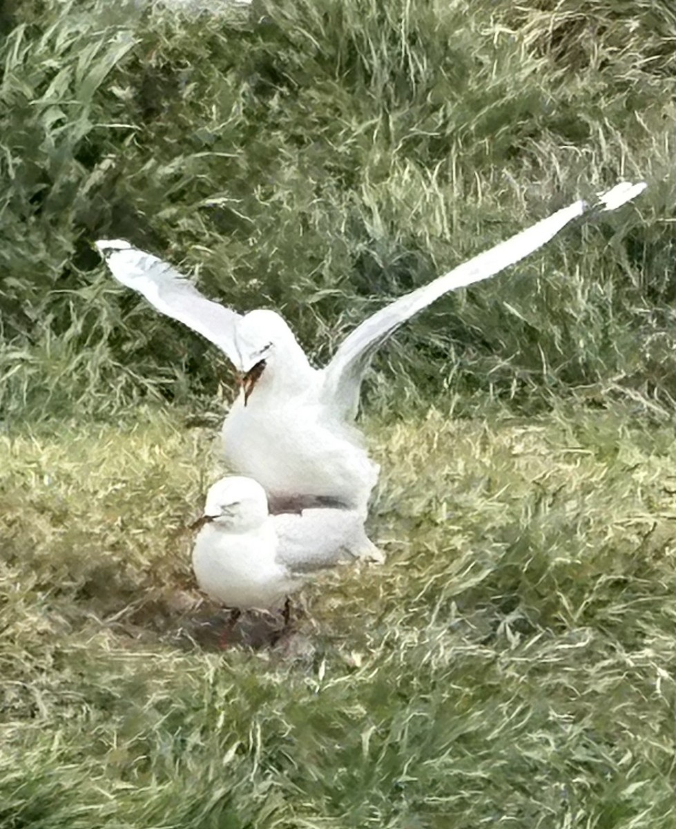 Silver Gull (Red-billed) - ML645865995