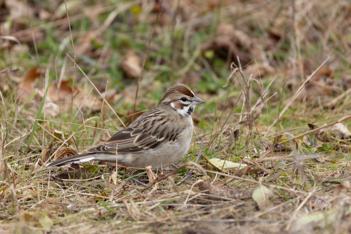 Lark Sparrow - ML645865997