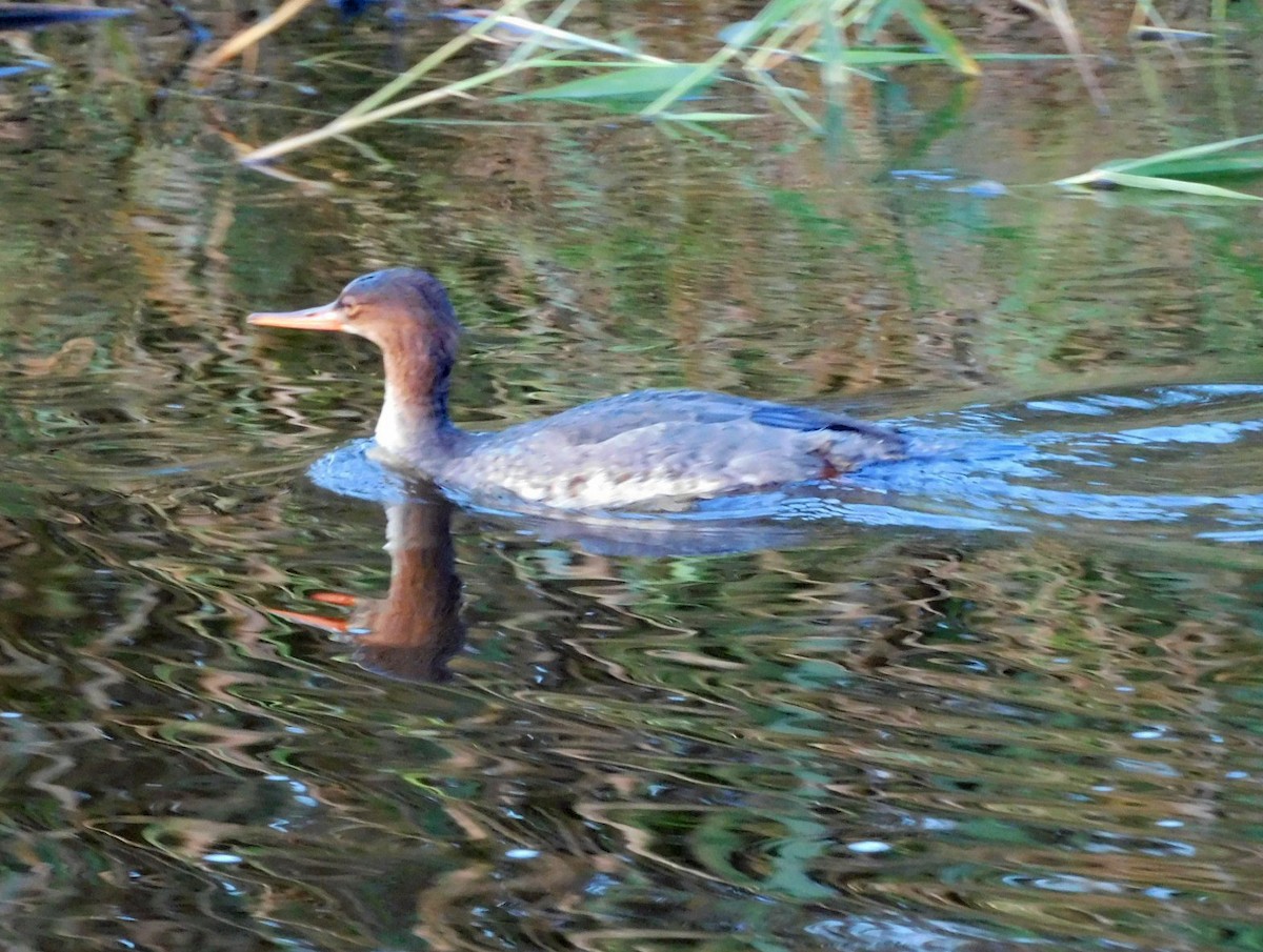 Zerra ertaina - ML645865998