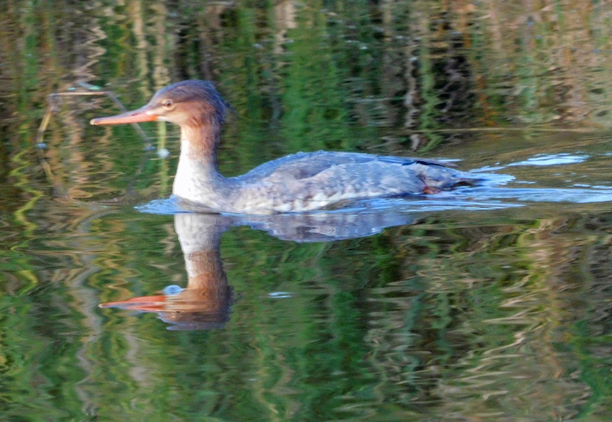 Zerra ertaina - ML645865999